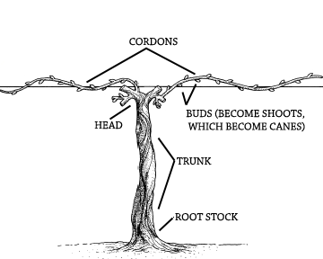 grape pruning diagram